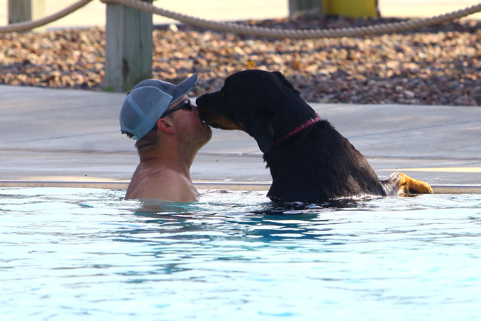Pooches in the Pool 01.JPG